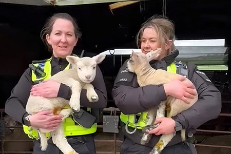 Rural Crime Team holding lambs.jpg